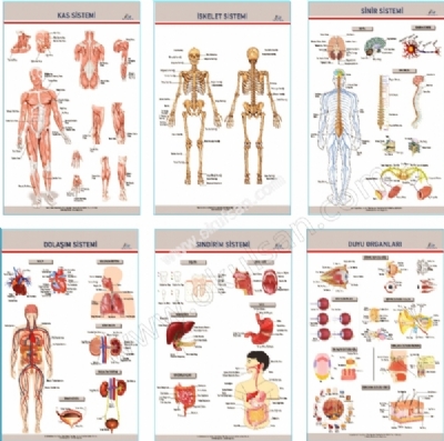 Okullar iin Anatomi levhalar set halinde sat, Anatomi levhalar fiyatlar 6'l Set Fiyat 70x 100 cm