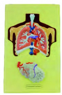 Akciğer Yapısı